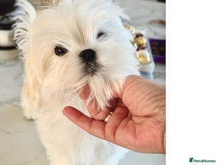 Maltese dogs Outstanding Quality Tiny Maltese - Advert 12