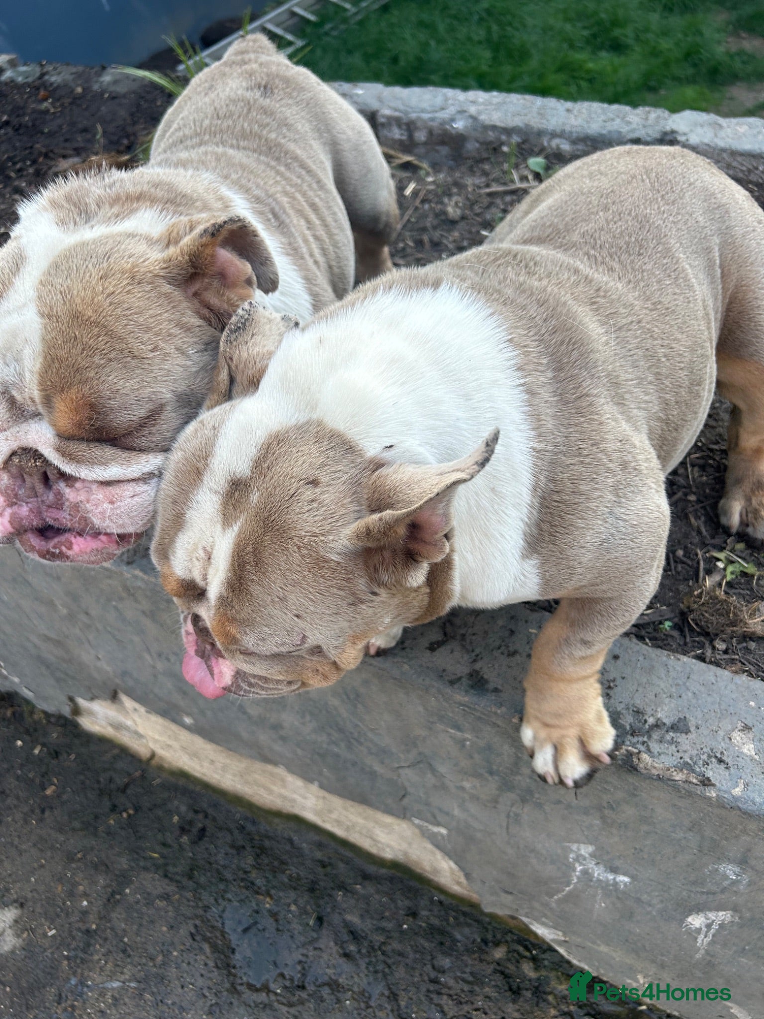 English Bulldog dogs Two female English Bulldog - Advert 1