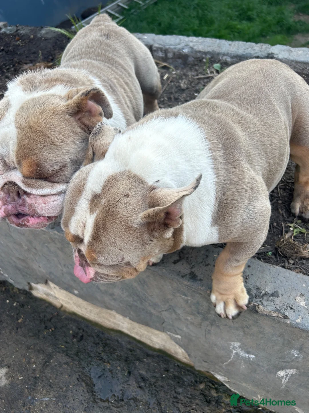 English Bulldog dogs for sale: Two female English Bulldog - Advert 1