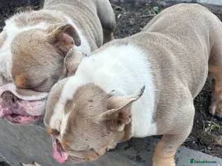 English Bulldog dogs Two female English Bulldog - Advert 1