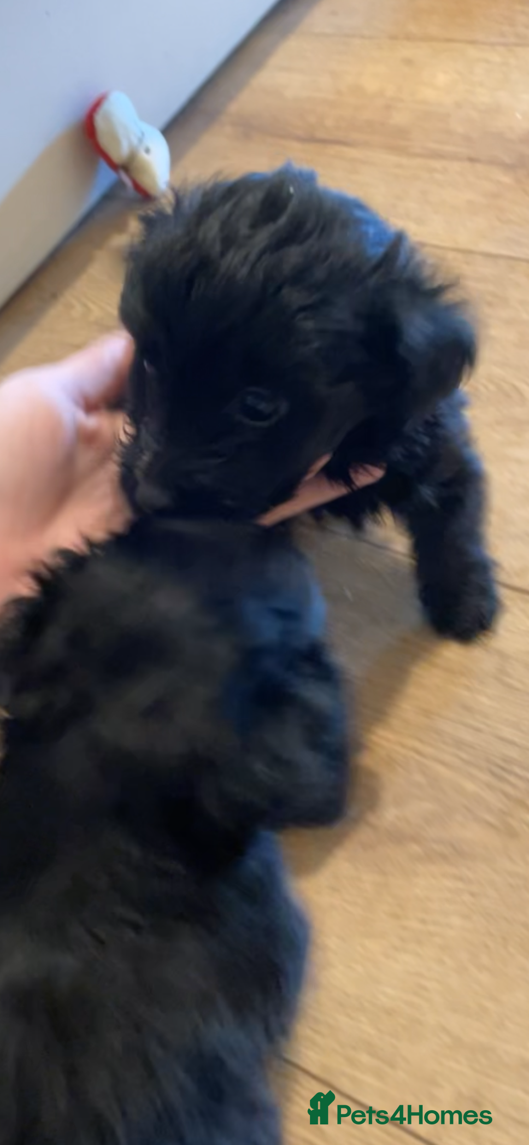 Jackapoo dogs for sale: Jackapoo puppies ready to leave - Advert 13