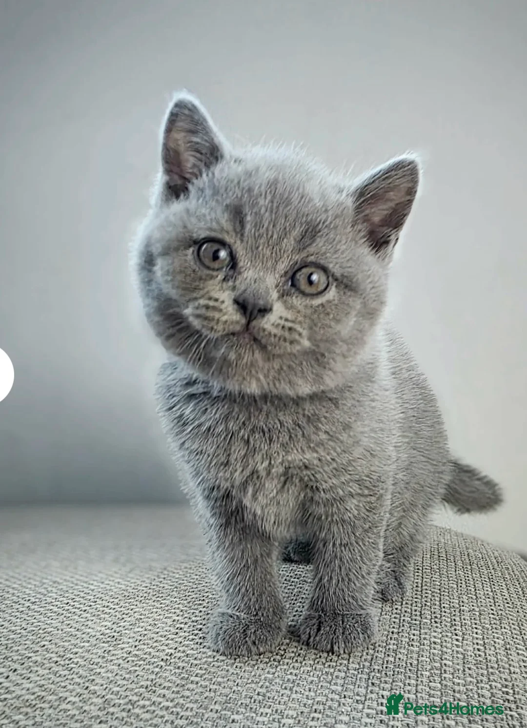 British Shorthair cats for sale: British Shorthair Kitten  - Advert 2