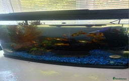 Platies fish for sale: Platies (Tank Included)  - Image 3