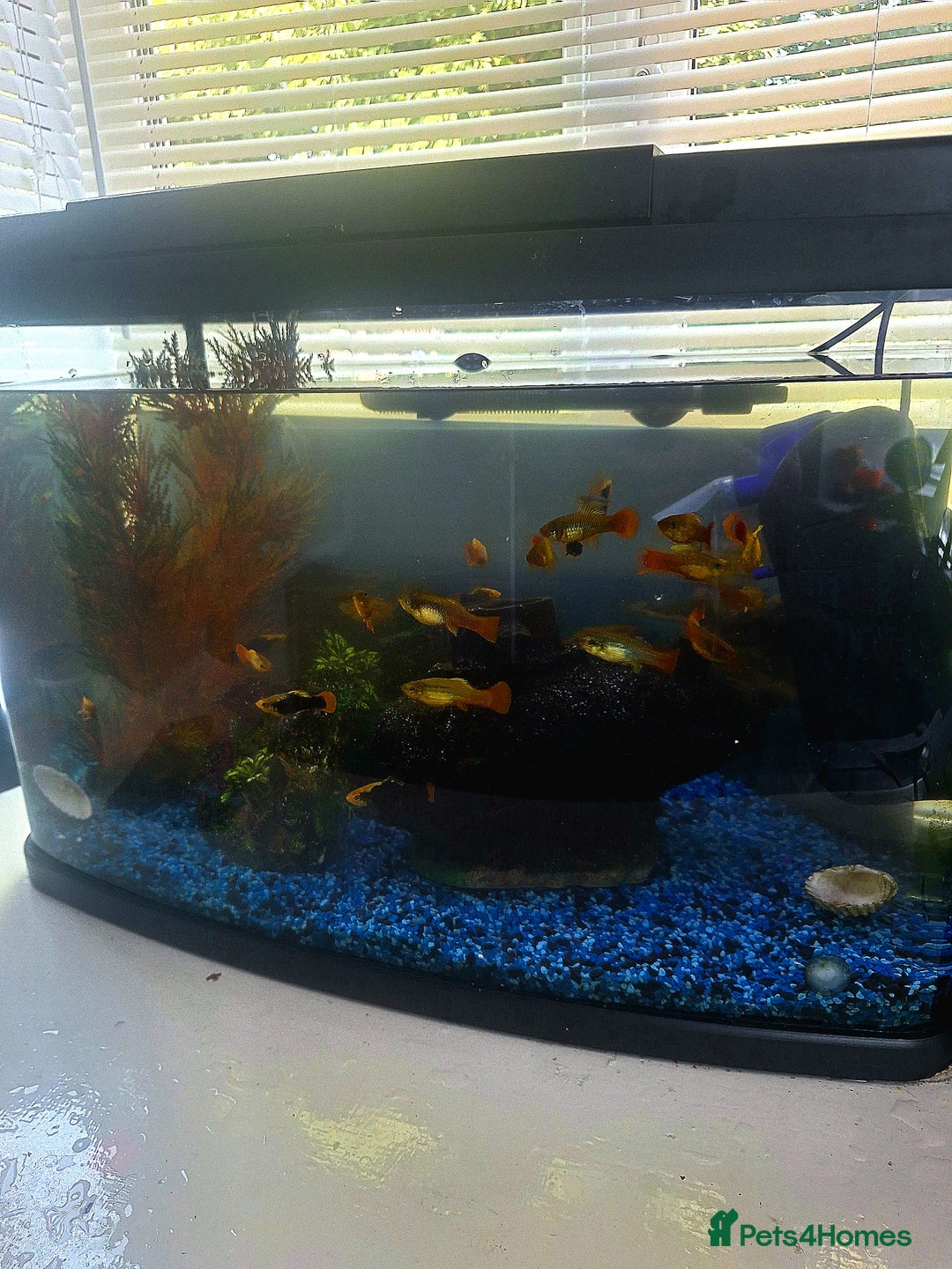 Platies fish for sale: Platies (Tank Included)  - Image 3