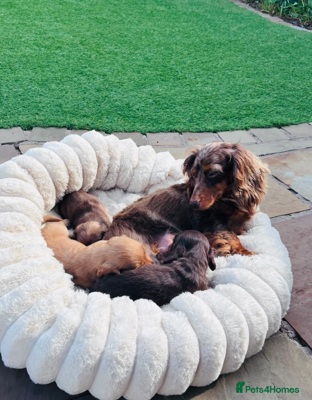 Miniature Dachshund dogs for sale: True miniature dachshund  - Advert 2