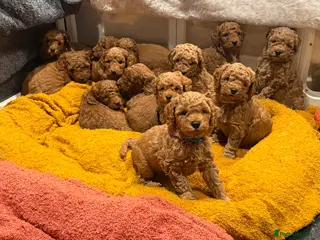 Cockapoo dogs 🐶Cockapoo🐶🤎 - Advert 20