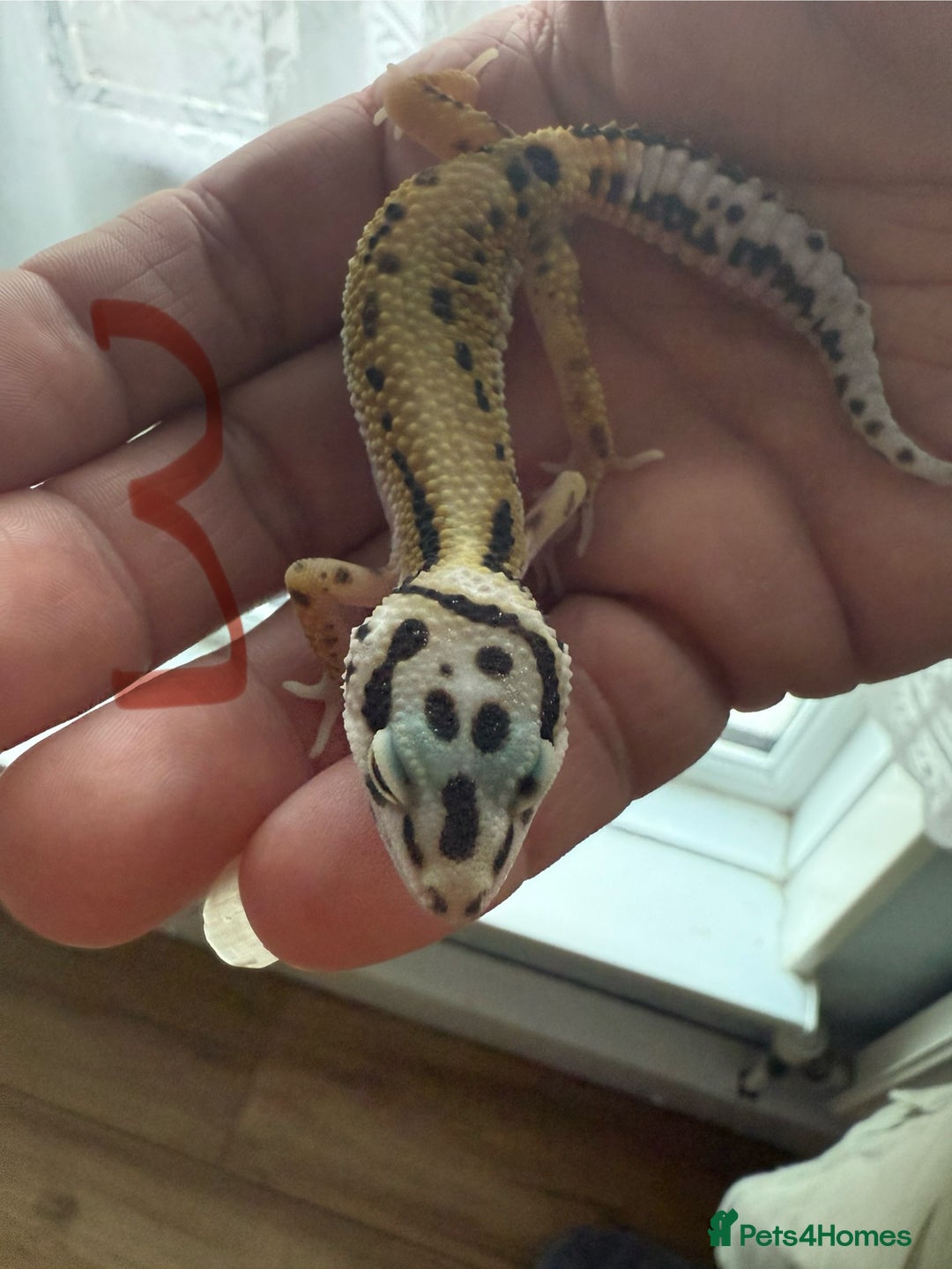 Leopard Gecko reptiles for sale: Baby leopard geckos - Image 3