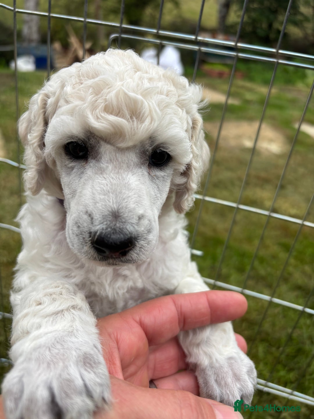 Standard Poodle dogs for sale: Standard poodle  - Image 12