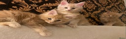 Maine Coon cats for sale: Maine coon kittens Russian/big - Advert 4