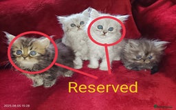 Persian cats for sale: Amazing Persian kittens  - Image 27