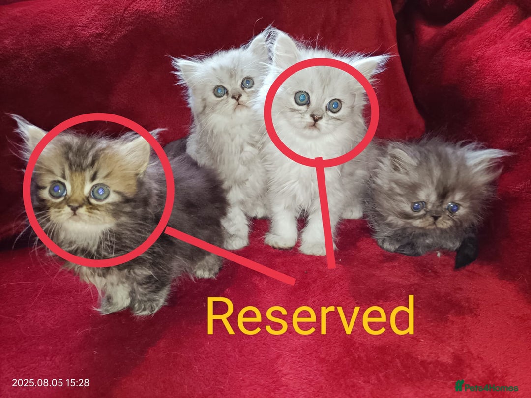 Persian cats for sale: Amazing Persian kittens  - Image 27