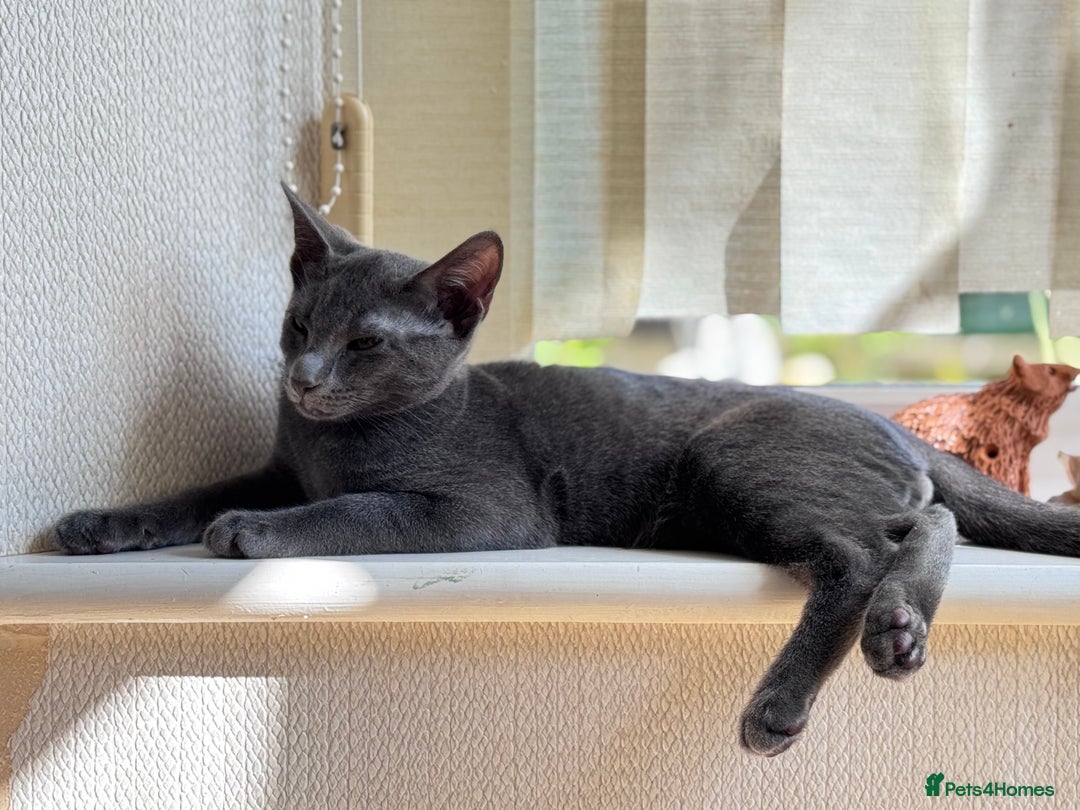Oriental cats for sale: Ready now! Beautiful oriental mix kittens  - Image 23