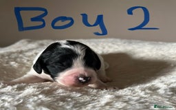 Cockapoo dogs for sale: Time to celebrate 🤩 - Image 12