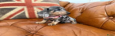 Miniature Dachshund 4
