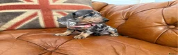 Miniature Dachshund dogs for sale: Elite Miniature Dachshund Litter in Torquay - Advert 5