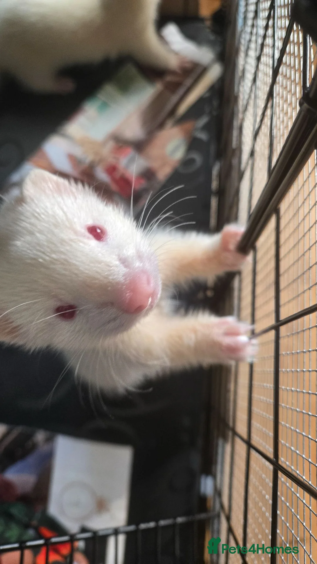 Ferret rodents for sale: X2 albino male ferret kits with cage + accessories in Dudley - Advert 2