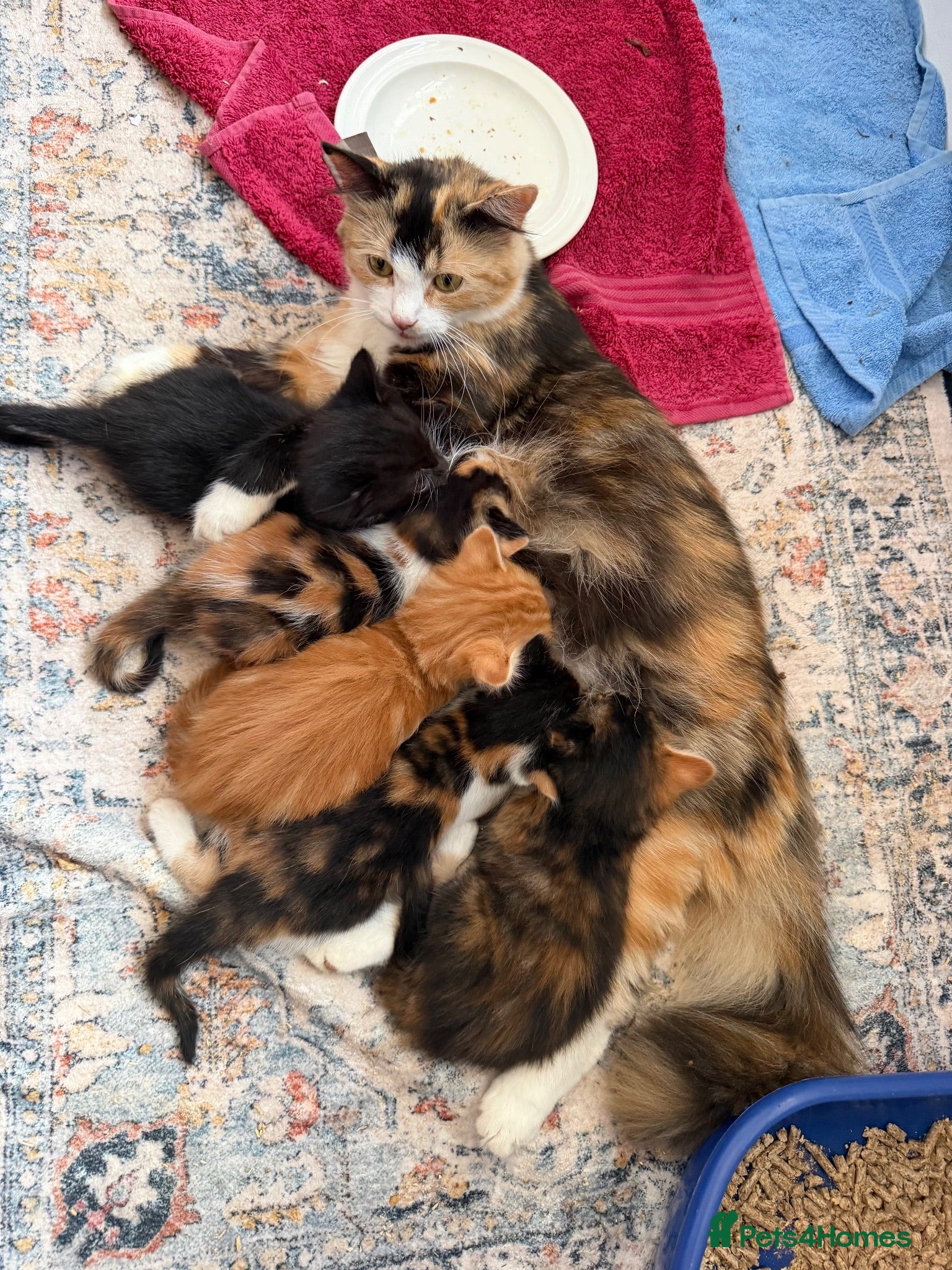 Mixed Breed cats Beautiful kittens looking for loving homes 🐾 - Advert 3