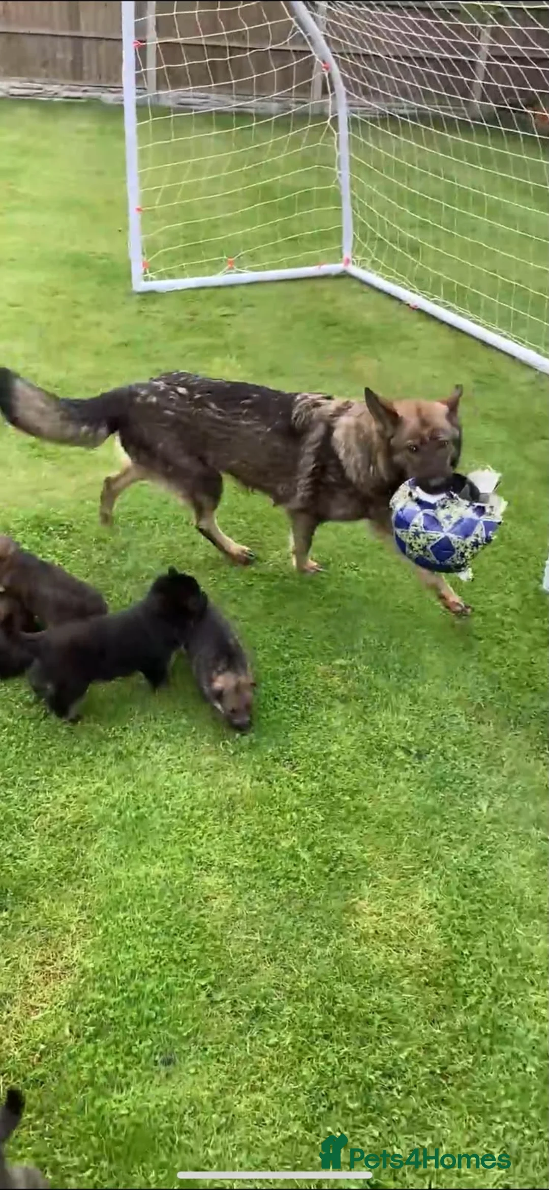 German Shepherd dogs for sale: 9 week old German shepherd puppy  - Advert 2