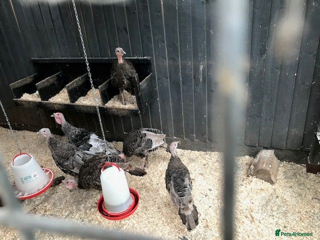 Turkeys poultry Turkeys for sale - Advert 3