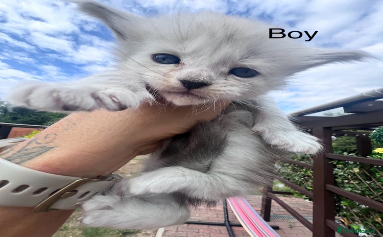Maine Coon cats - Advert 1