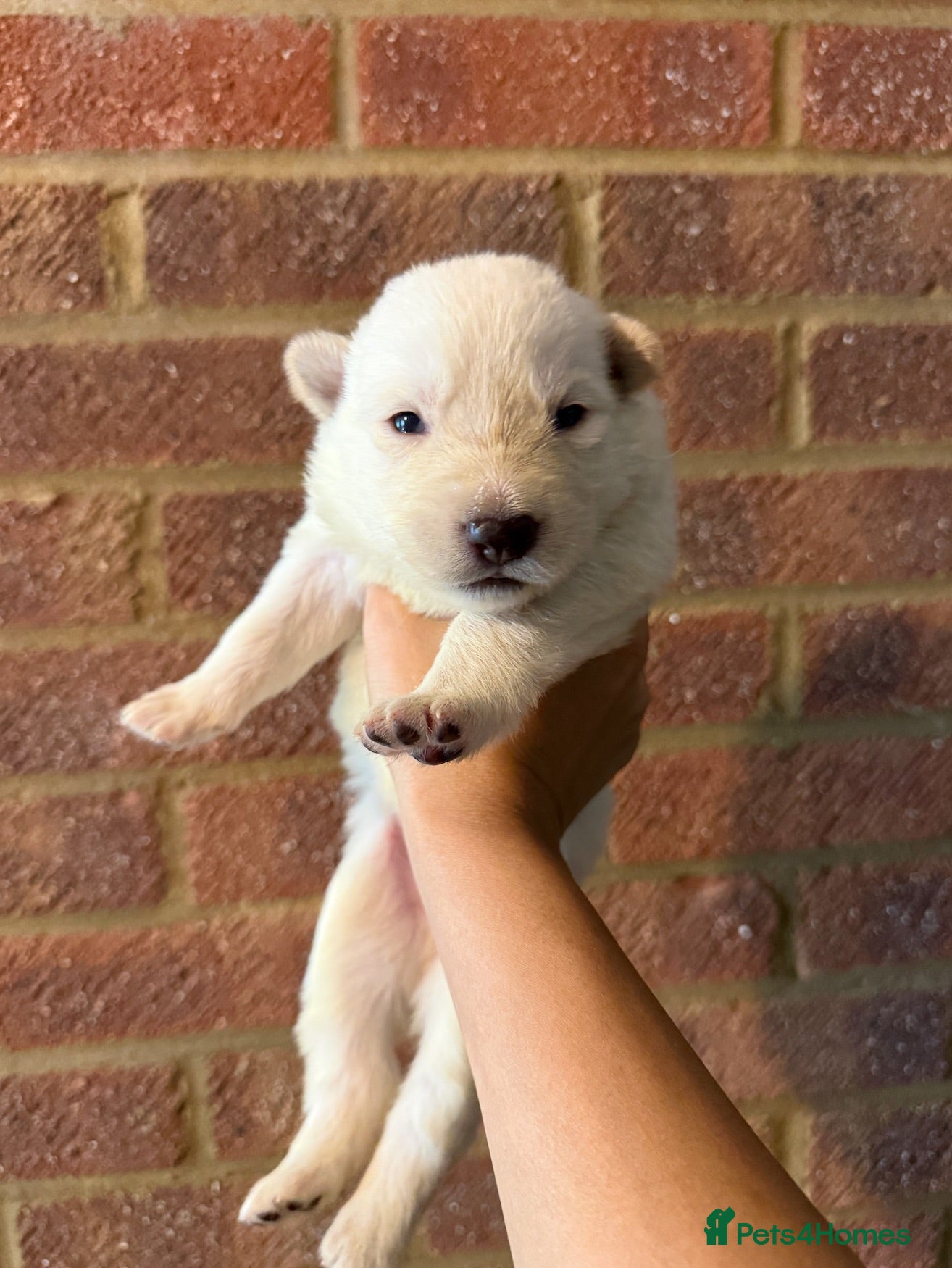 German Shepherd dogs Beautiful White Pedigree German Shepherd Puppies - Advert 1