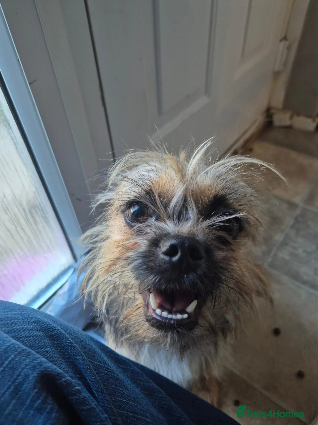 Mixed Breed dogs for sale: Female yorkie cross - Advert 1