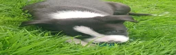 Border Collie dogs for sale: Beautiful collie pupa - Advert 15
