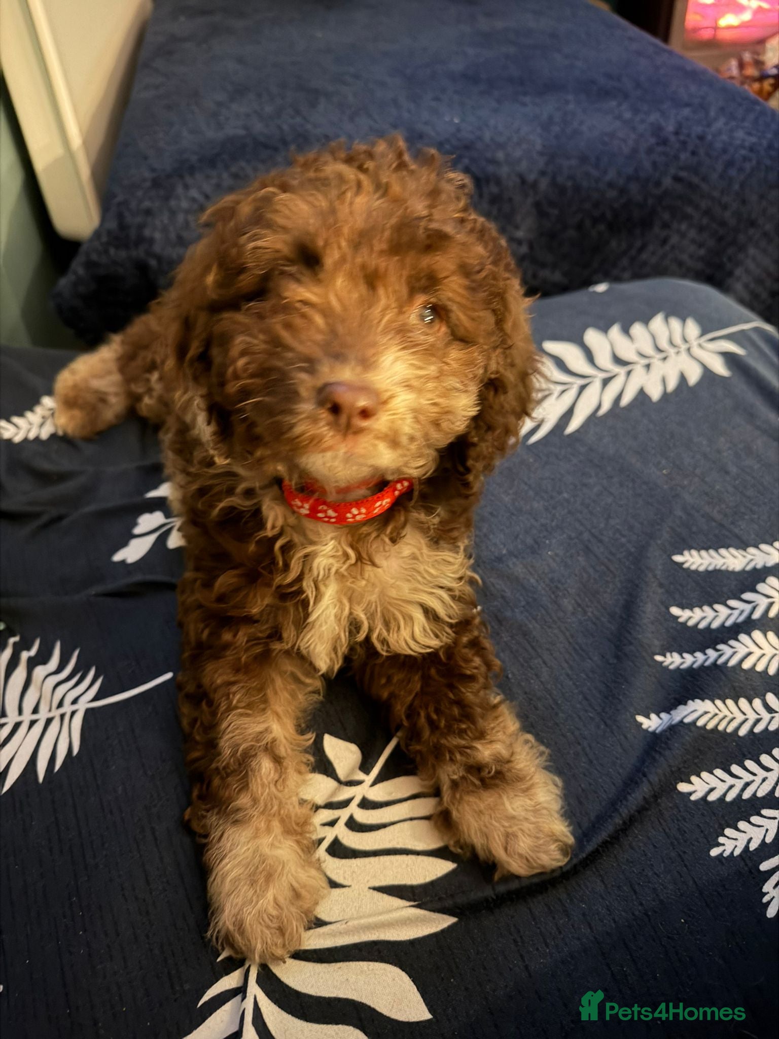 Cockapoo dogs Cockapoo READY FOR NEW HOME - Advert 3