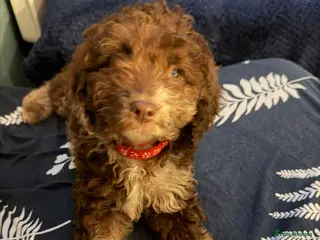 Cockapoo dogs Cockapoo READY FOR NEW HOME - Advert 3