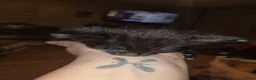 Mixed Breed cats for sale: 6 black kittens  - Advert 7
