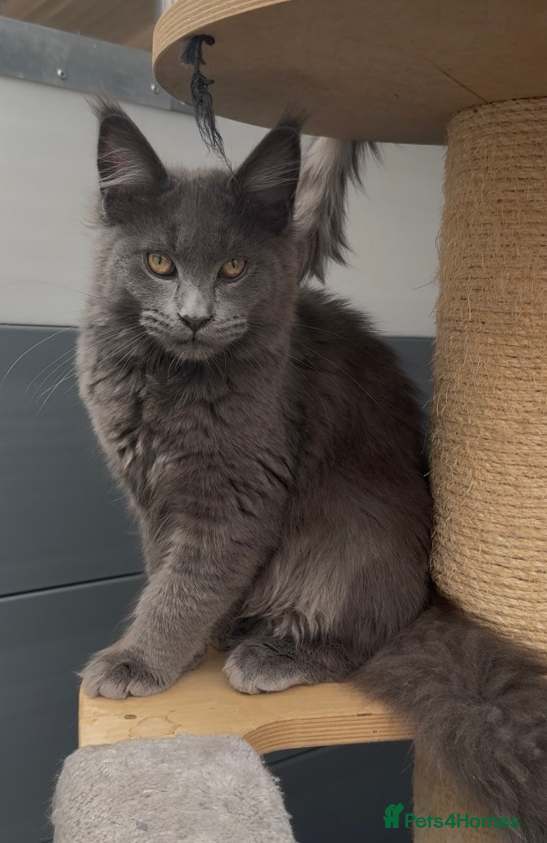Maine Coon cats for sale: XL maine coon kittens Russia bloodlines Reduced - Advert 9