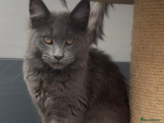 Maine Coon cats XL maine coon kittens Russia bloodlines Reduced - Advert 12