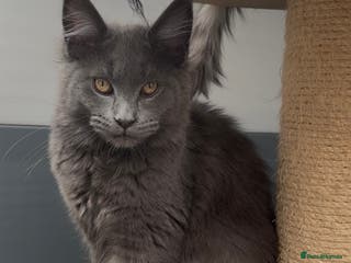 Maine Coon cats XL maine coon kittens Russia bloodlines Reduced - Advert 7