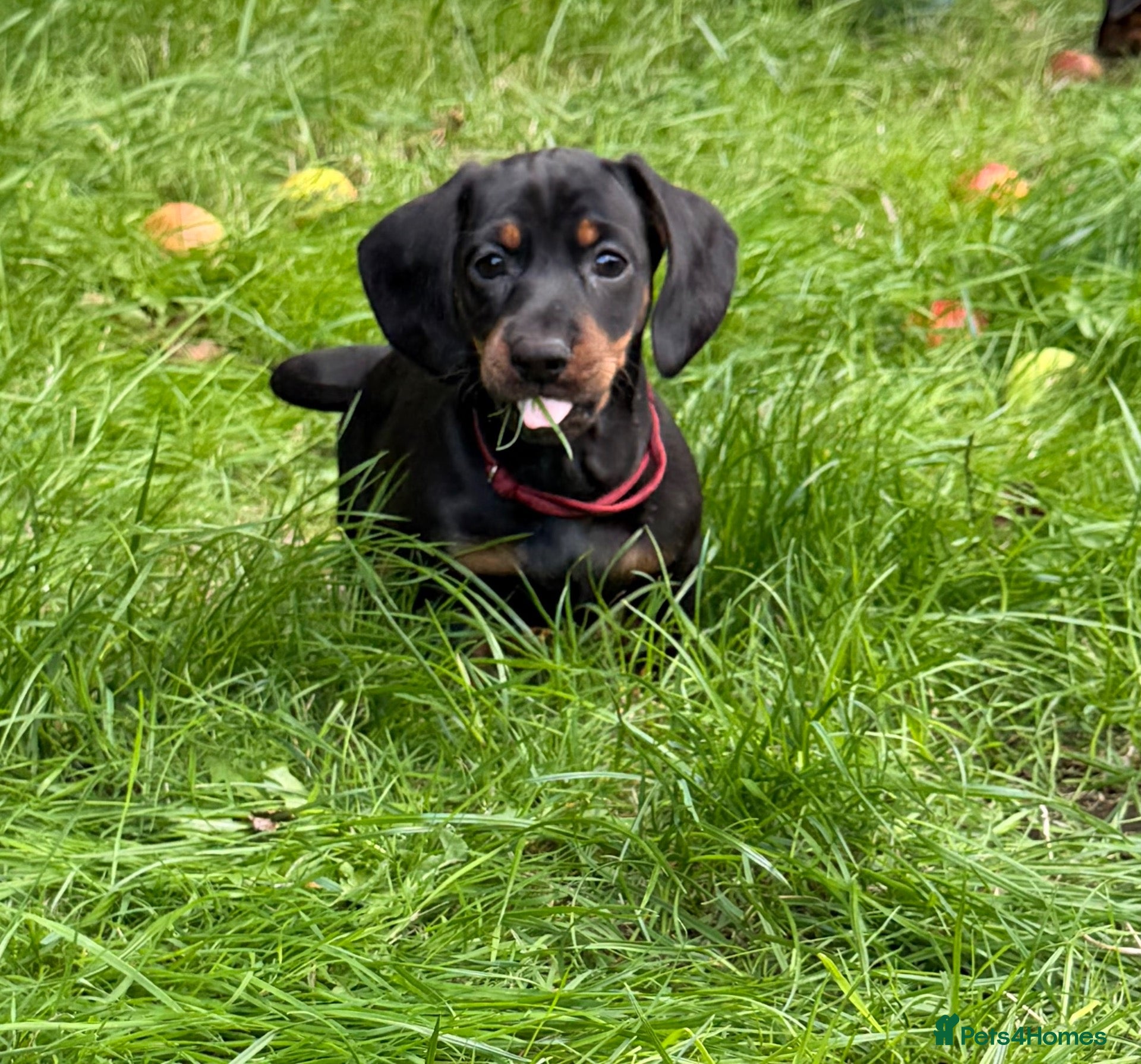 Dachshund dogs Beautiful Dachshund Puppies  - Advert 2