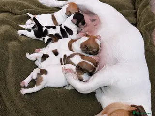 Jack Russell dogs Jack Russell Puppies – Proven Working Lines” - Advert 4