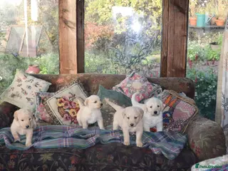 Labradoodle dogs Lovely Labradoodle Puppies - Advert 2