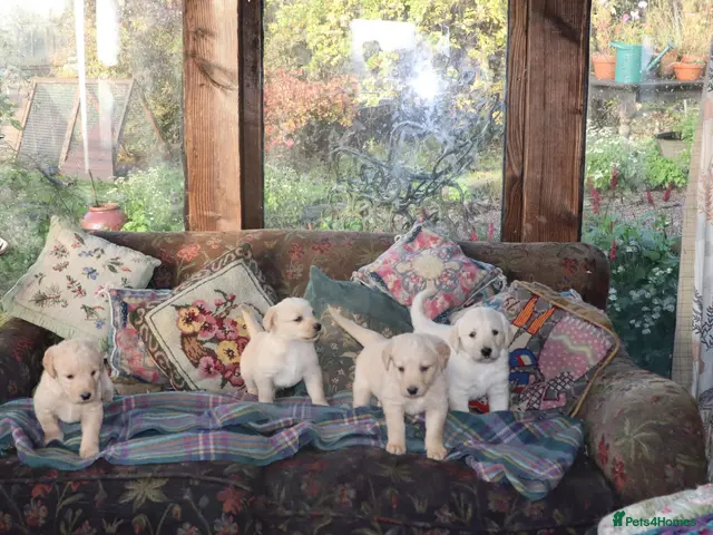 Labradoodle dogs Lovely Labradoodle Puppies - Advert 9