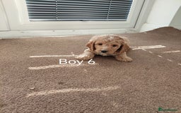 Cockapoo dogs for sale: Stunning toy Cockapoo puppies for sale  - Image 7
