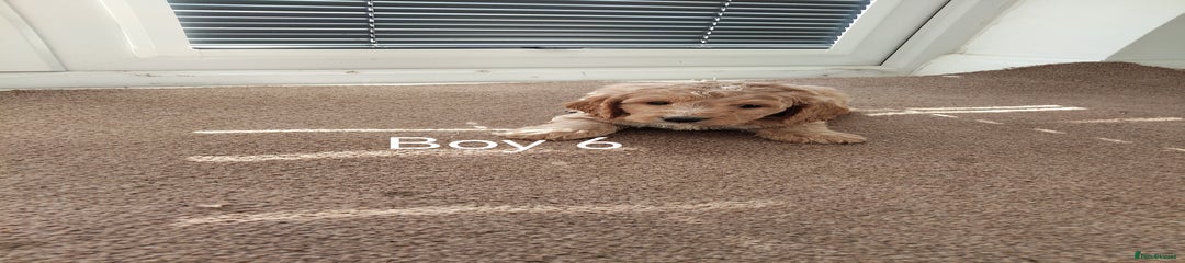Cockapoo Puppy 6