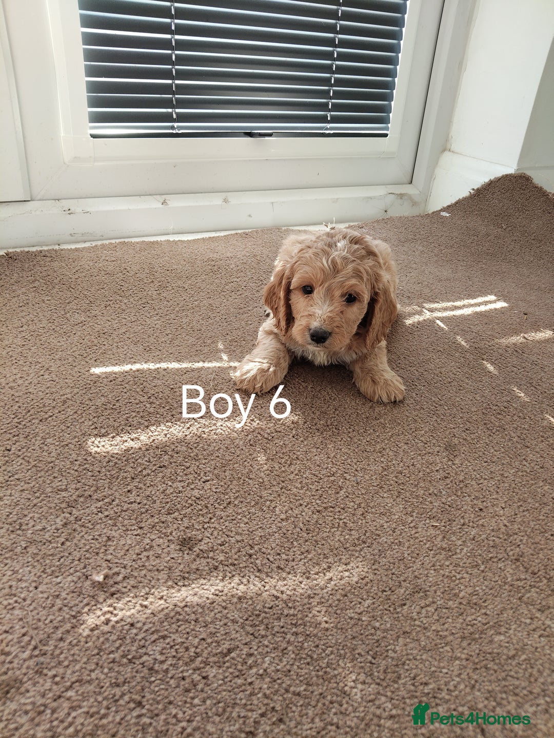 Cockapoo dogs for sale: Stunning toy Cockapoo puppies for sale  - Image 7