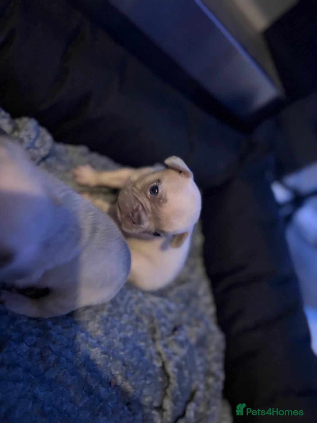 French Bulldog dogs for sale: French bulldog puppies  - Advert 9