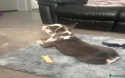 French Bulldog dogs for sale: Husky French bulldog  - Image 3