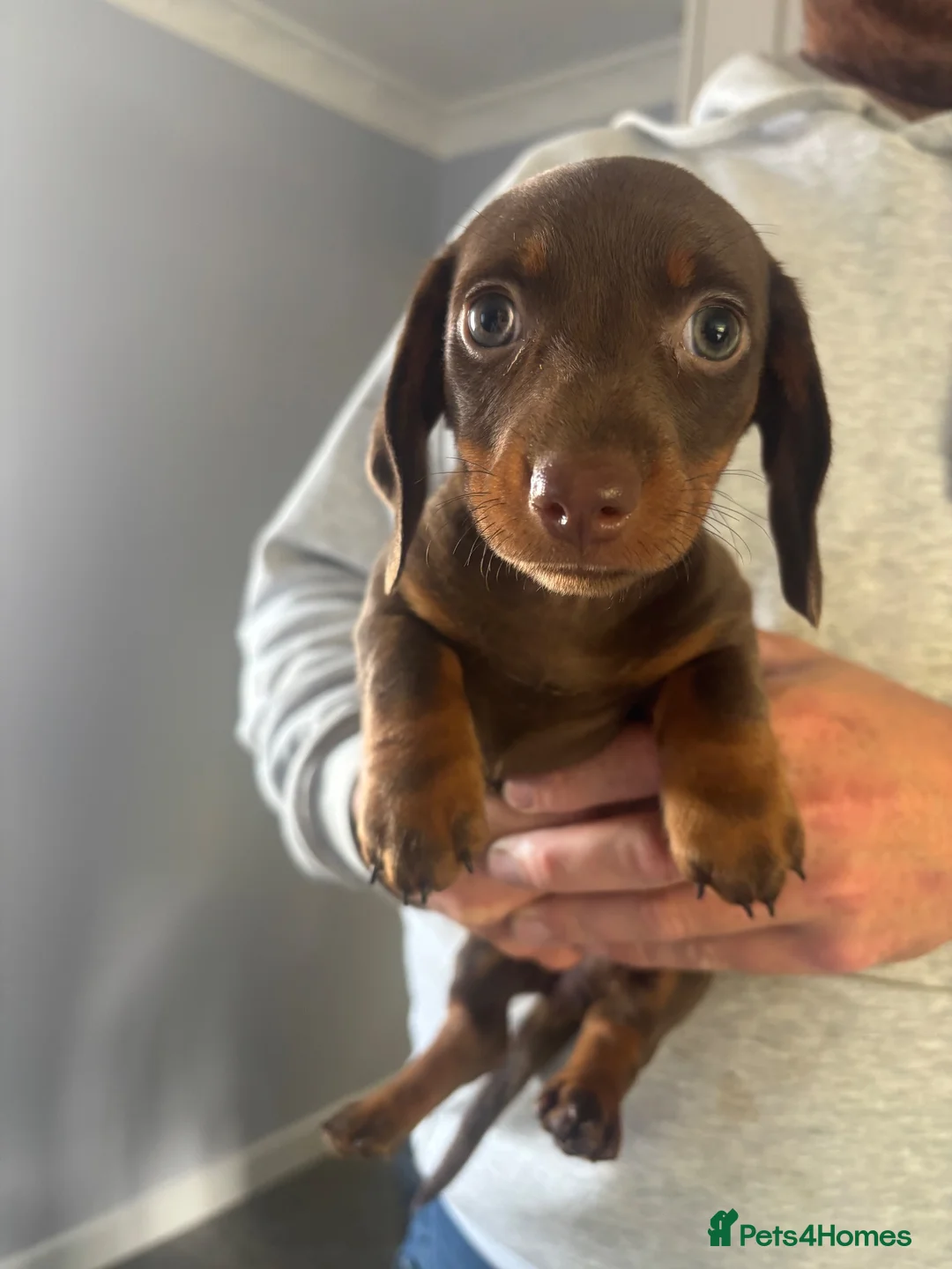 Miniature Dachshund dogs for sale: Available now. Mini KC registered dachshund - Advert 4