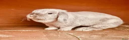 Mixed Breed rabbits for sale: Rabbits ready for homes now  - Advert 13