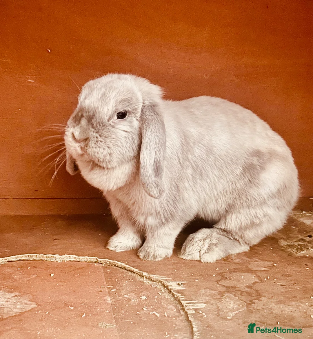 Mixed Breed rabbits for sale: Rabbits ready for homes now  - Advert 13