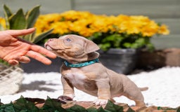 American Bully dogs for sale: American Bully Pocket  - Image 3