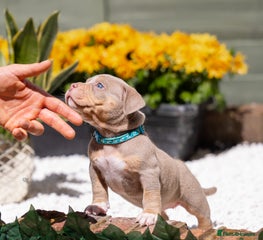American Bully Puppy 7