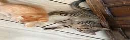 Mixed Breed cats for sale: Lovely Kittens Looking for Their Forever Homes 🐾 - Advert 1