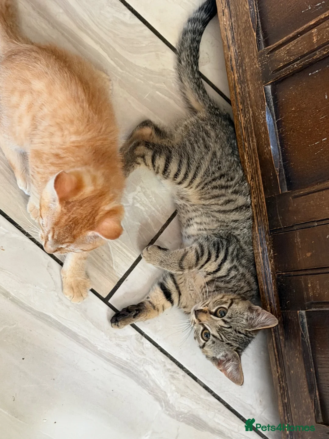 Mixed Breed cats for sale: Lovely Kittens Looking for Their Forever Homes 🐾 - Advert 1