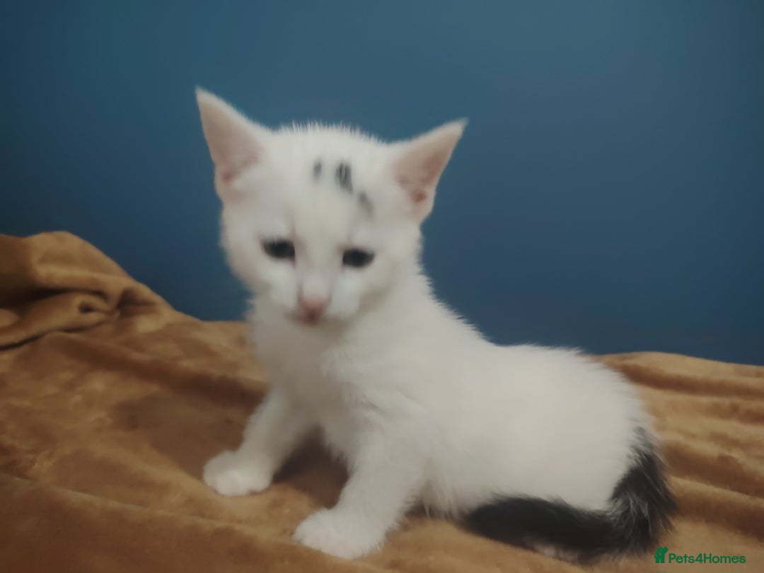 Mixed Breed cats for sale: Kittens  - Image 14